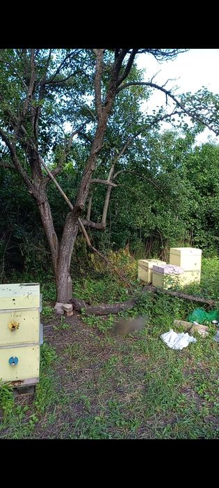 Продам пасеку з  домом и участком