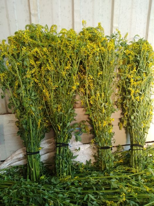 Сухоцвіт материнка віники  - пучечки