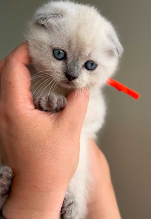 Gatinha Scottish Fold de cor Seal-Point