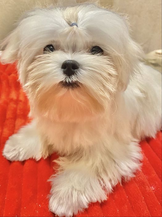 Мальтезе мальчик мини