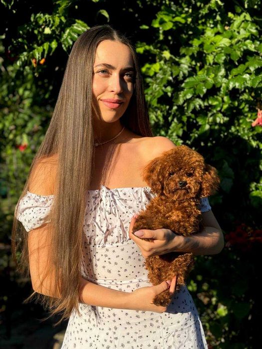 В'язка. Той-пудель. Документи, досвід, тести.