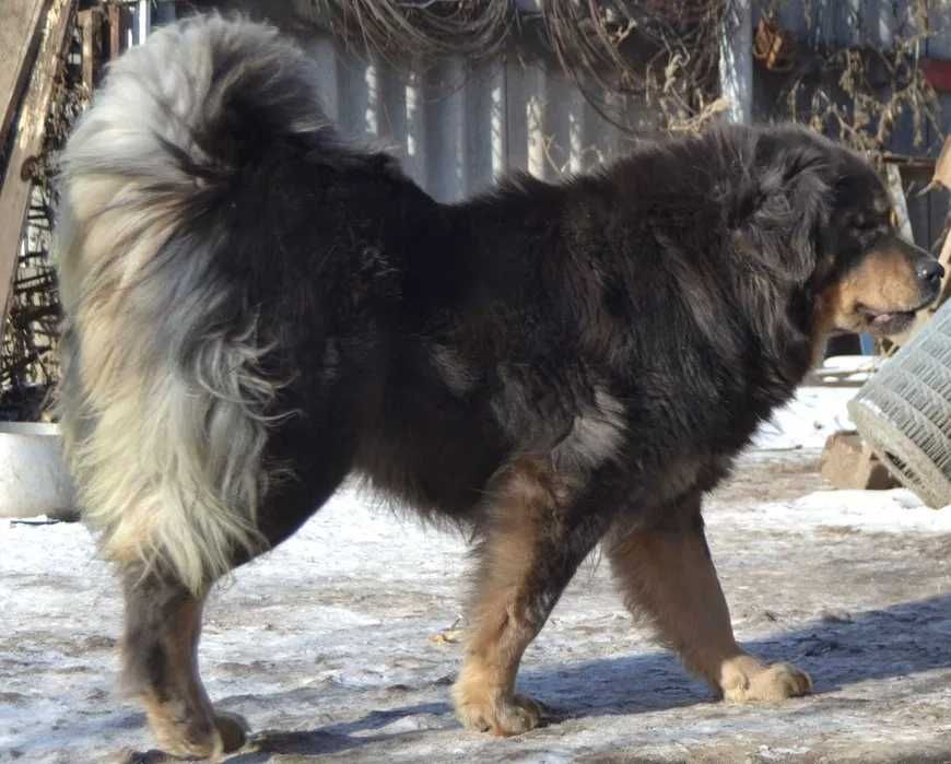 Цуценя тибетского мастіфа