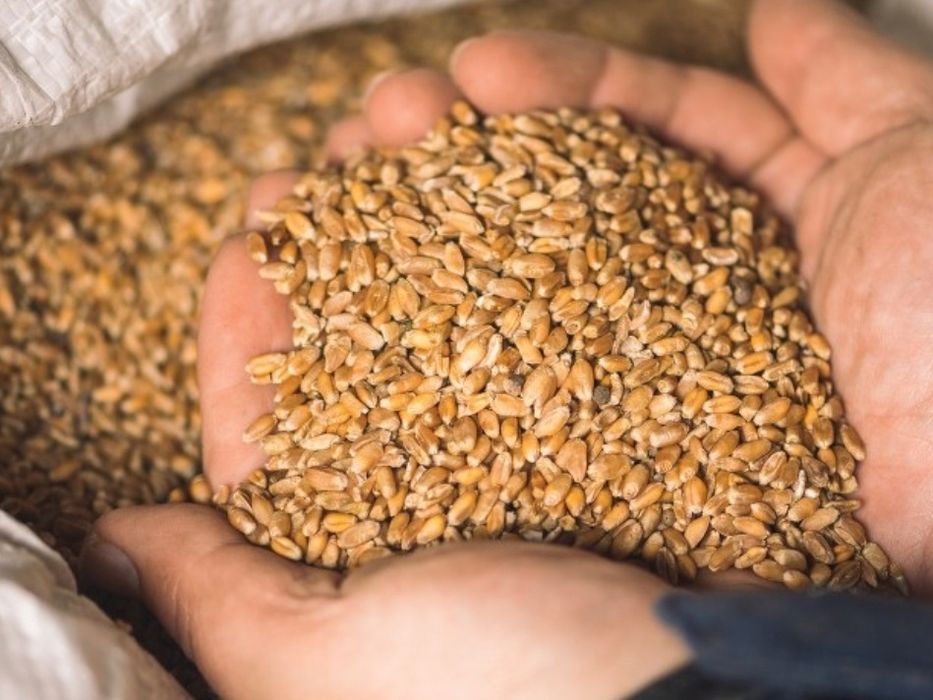 Zboże pszenżyto owies pszenica