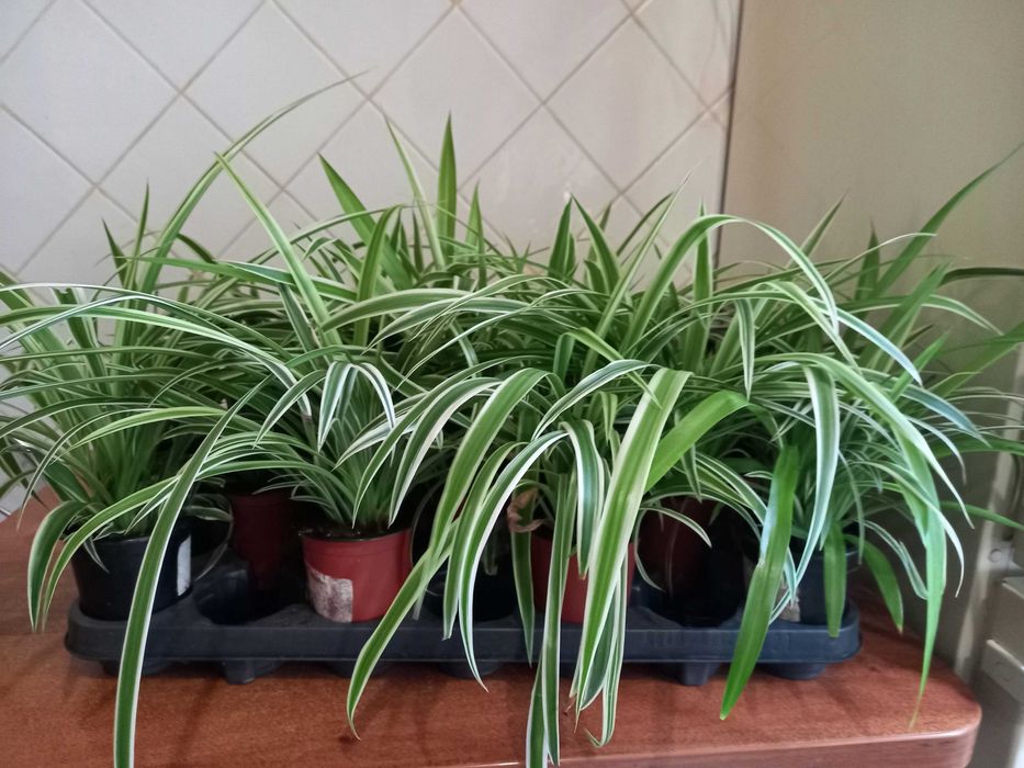 Хлорофитум хохлатый