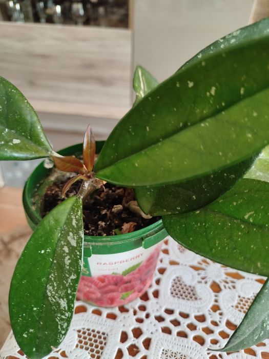 Hoya kwiaty kwitnące