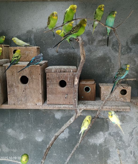 Lote 10/Piriquitos australianos