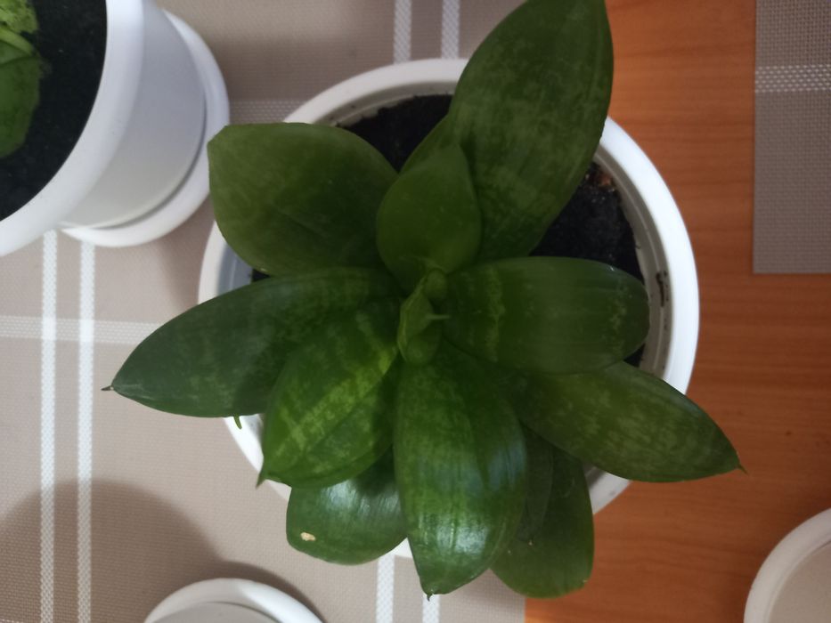 Сансивєра ханні кімнатна рослина