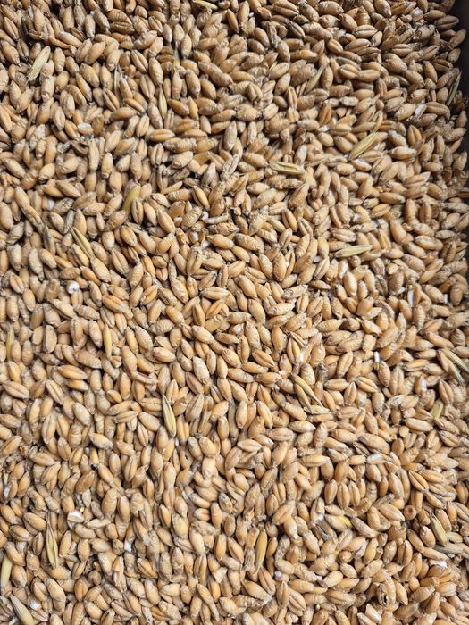 Owies I pszenzyto sprzedam