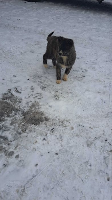 Akita inu sprzedam suczka