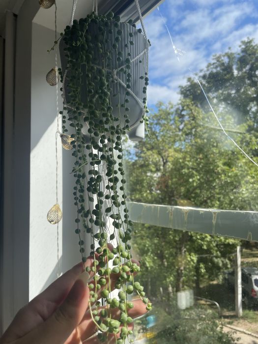 Толстянка/ Крассула, денежное дерево