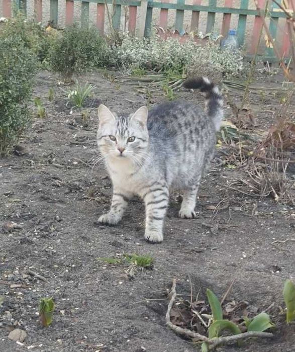 Безкоштовно котик