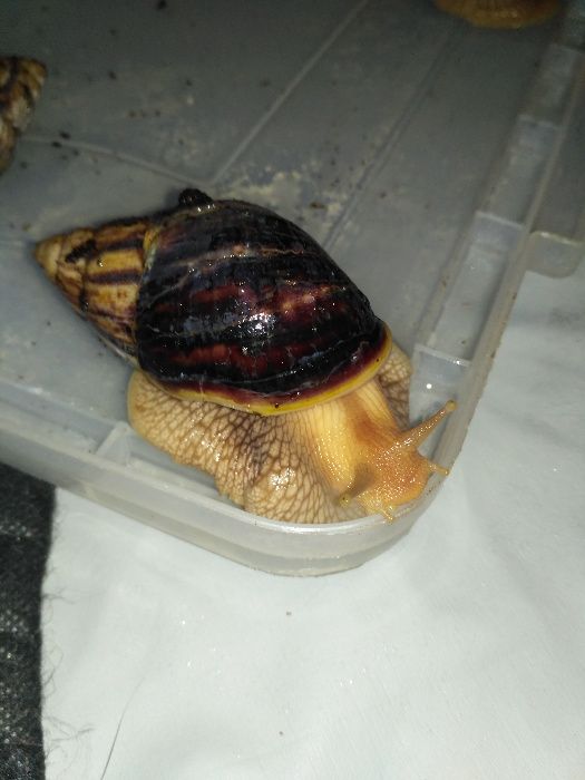 улитки ахатины, 40гр