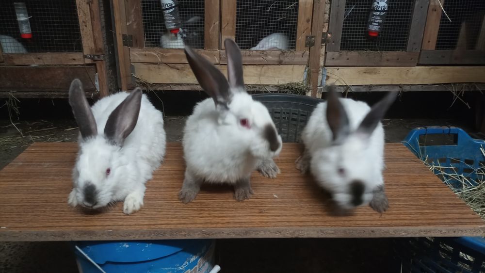 Sprzedam króliki kalifornijskie