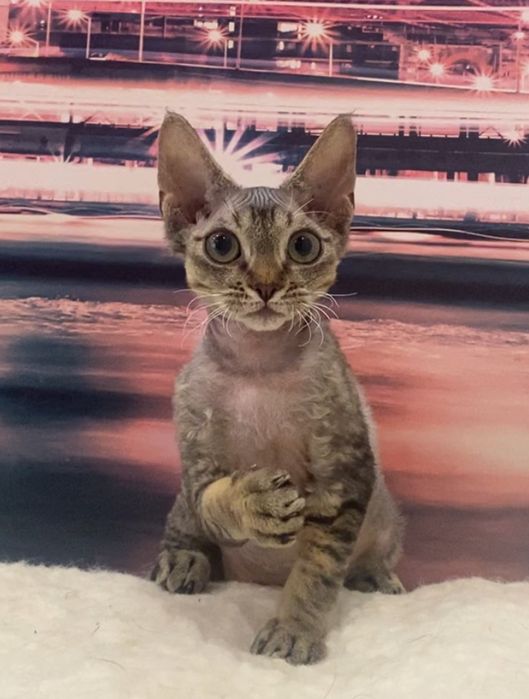 Котики девон рекс