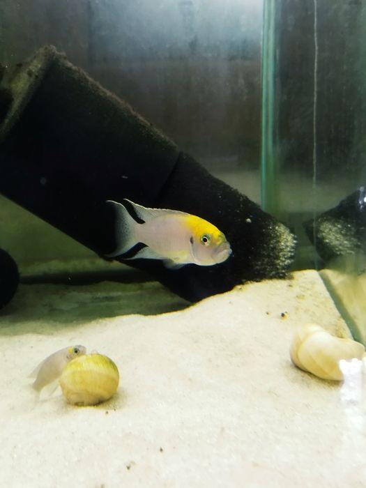 Neolamprologus calliurus Kasanga tanganika