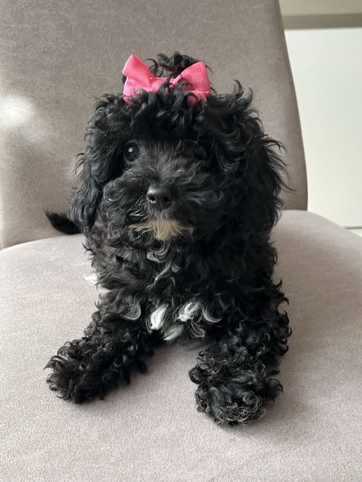Maleńka suczka cavapoo gotowa do odbioru