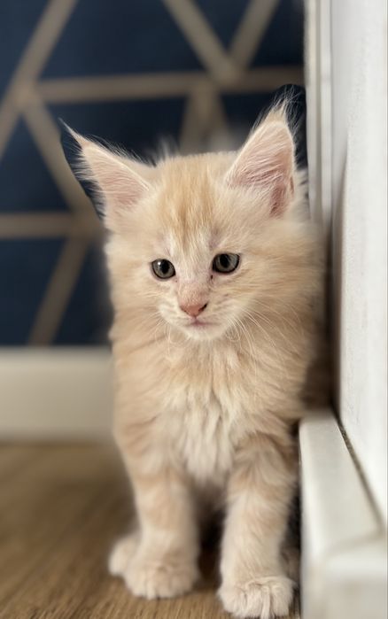 Kociczka Maine Coon