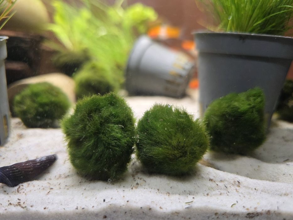 Gałęzatka - roślina akwariowa