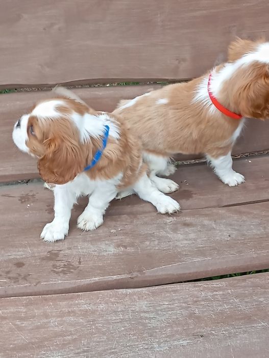 cavalier king charles spaniel
