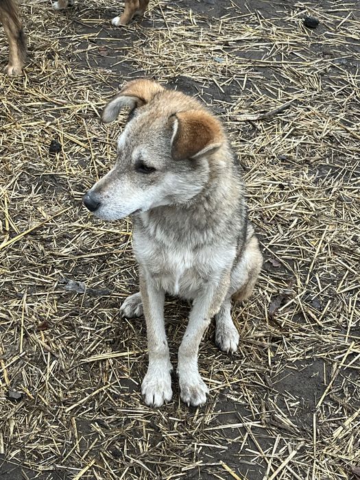 В добрі руки