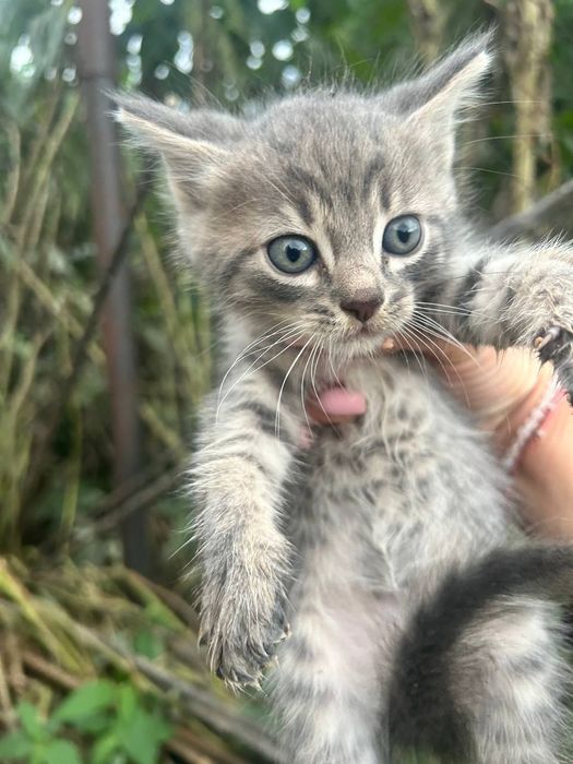 Продам милых котят