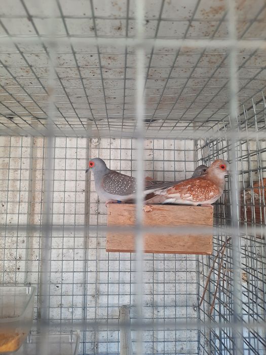 Agapornis fischers ,rolas diamante e mandarins