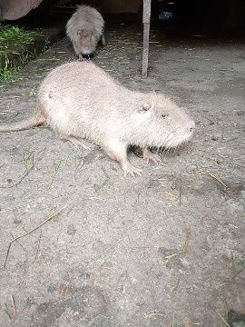 Молодняк від 3 місяця нунтрії