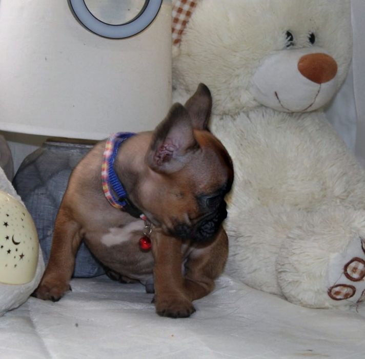 Розкішні французики