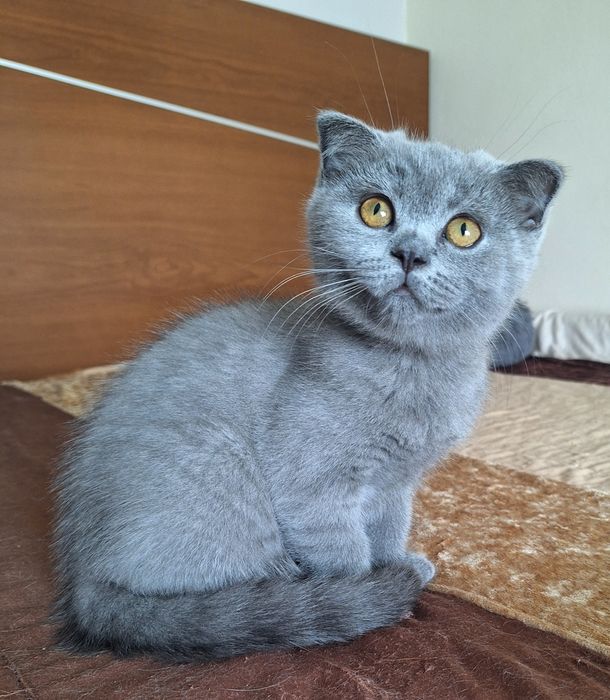 scottish fold fêmea
