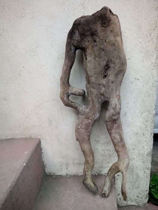 Vários Troncos raíz naturais