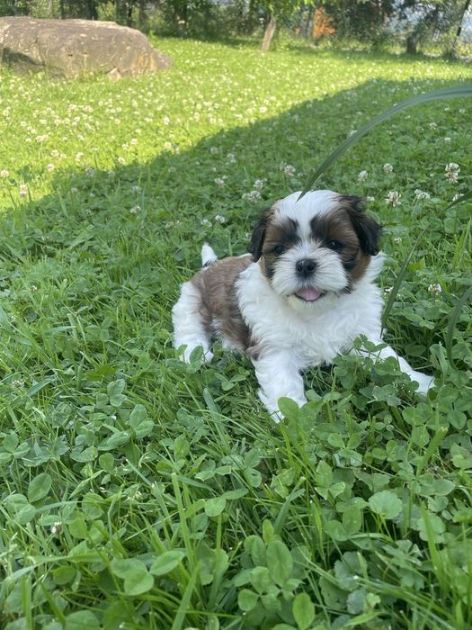 Shih tzu piękna sunia
