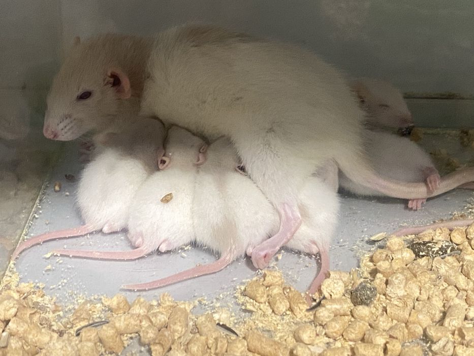 Продам/подарую щуриків