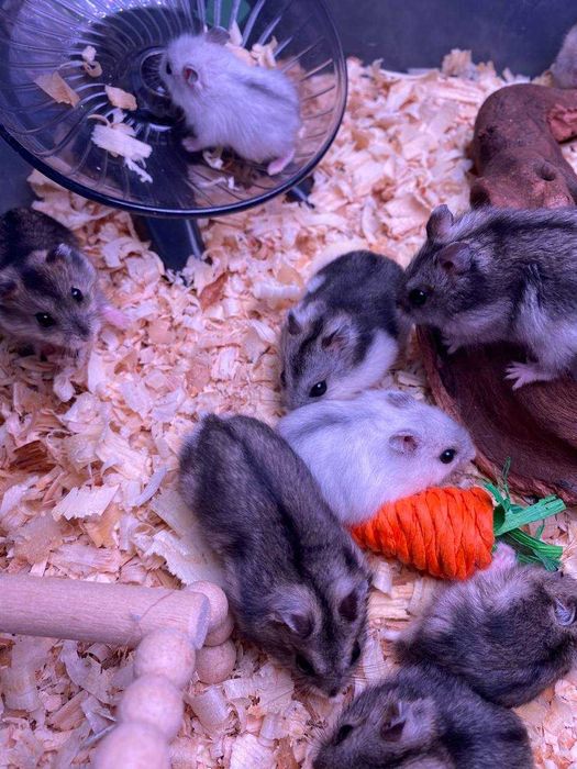 Джунгарський хом'як, джунгарики, ручні хомяки