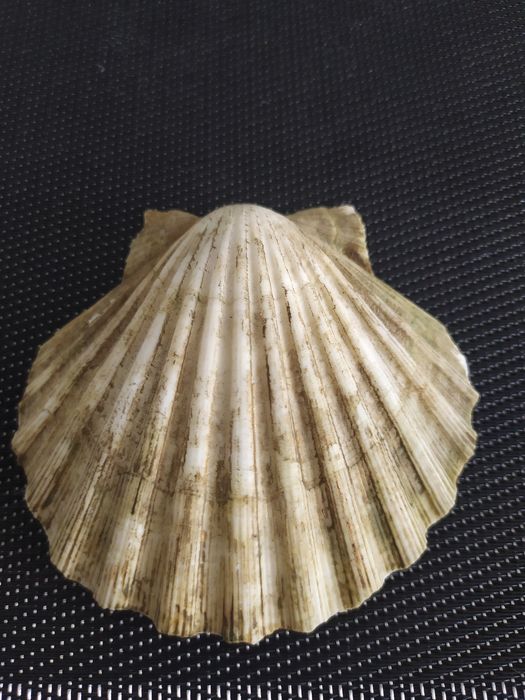 Продается ракушка.
