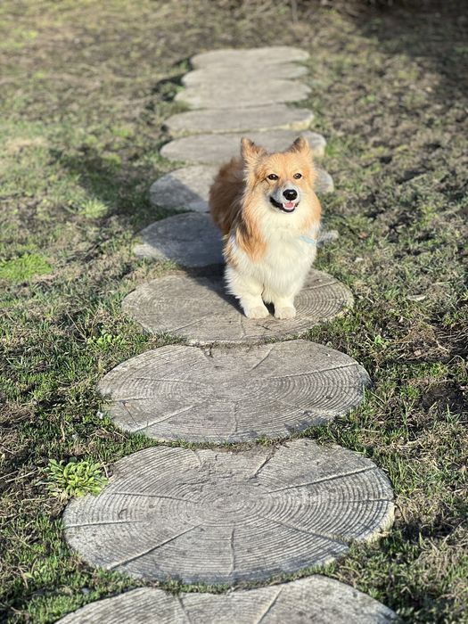 Перетримка домашніх тварин (ЗООГОТЕЛЬ) та послуги ГРУМІНГУ