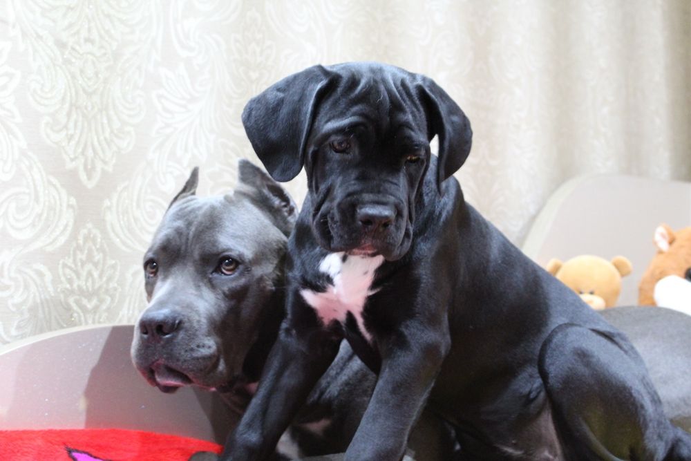 Цуценята кане корсо