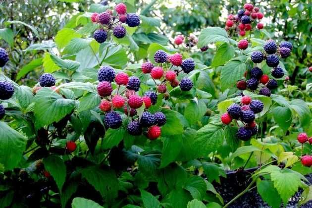 порічка смородина малина кумберленд виноград горіх безкоштовно