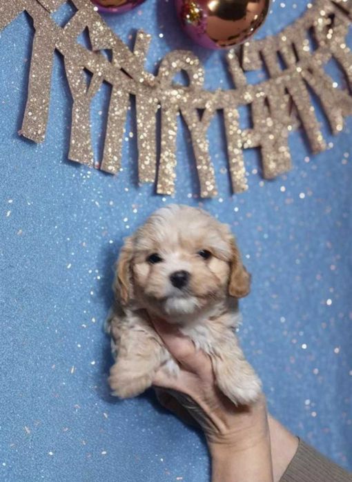 Карамельная мини девочка мальтипу.