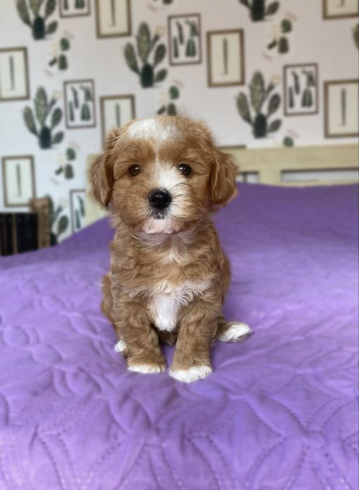 Чудовий хлопчик мальтипу