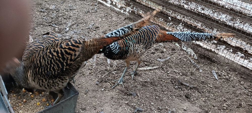 Aves disponível para imigração