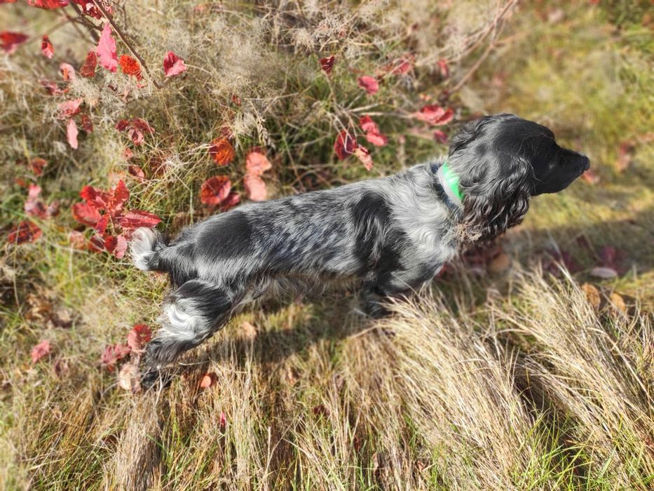 Вязка русский спаниель. Кобель для вязки. Русский охотничий спаниель.