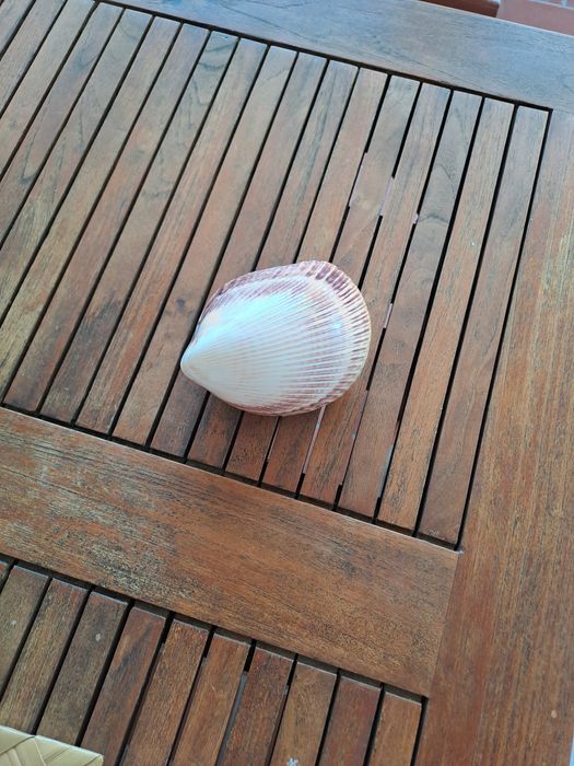 Decoração - concha grande fechada