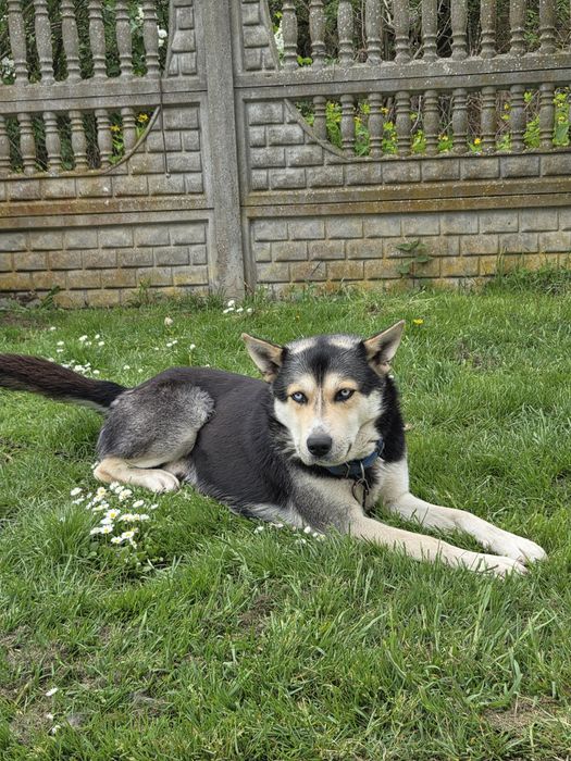 Mieszaniec husky szuka domu