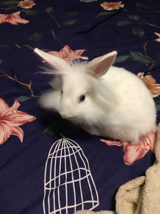 Квартирная передержка/отель