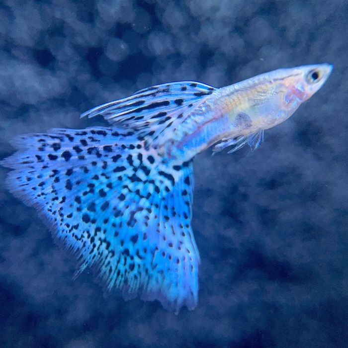 Guppys casais 50 Linhas