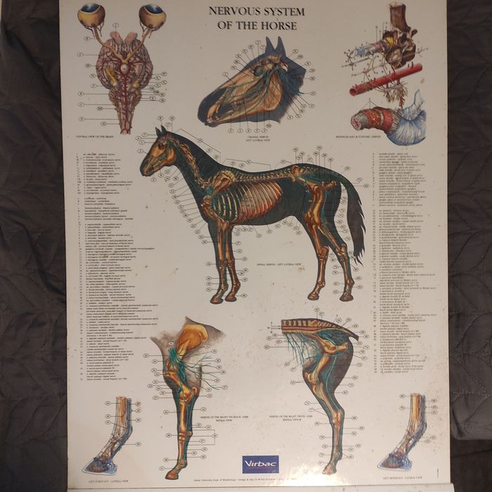Plansza anatomiczna konia