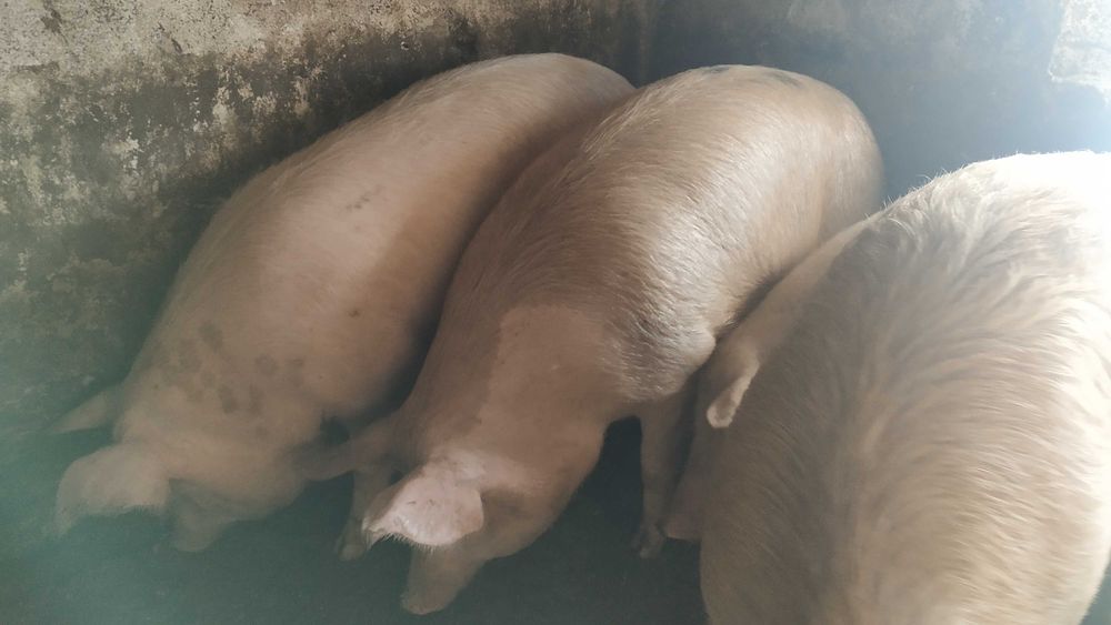 Продам свиней живым весом 100 грн за кг.