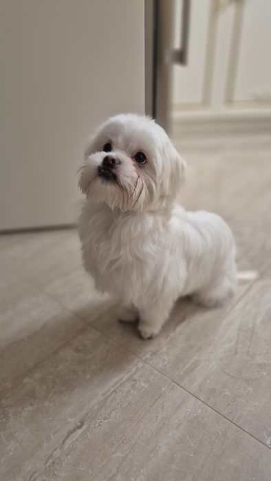 Цуценя мальтійської балонки