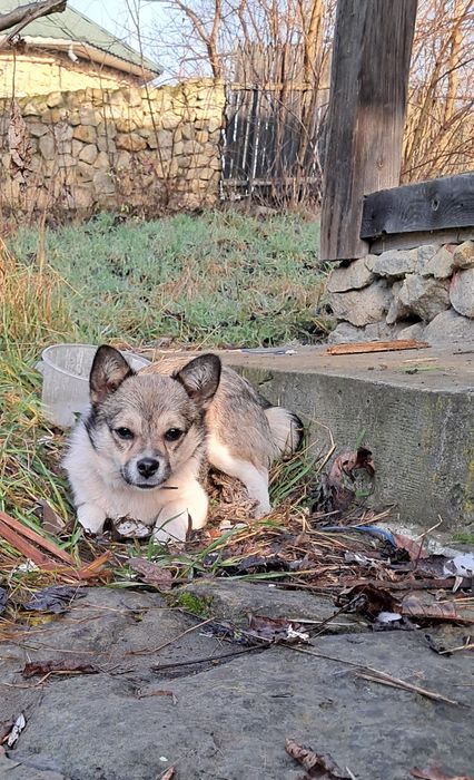 Маленька красуня шукає дім