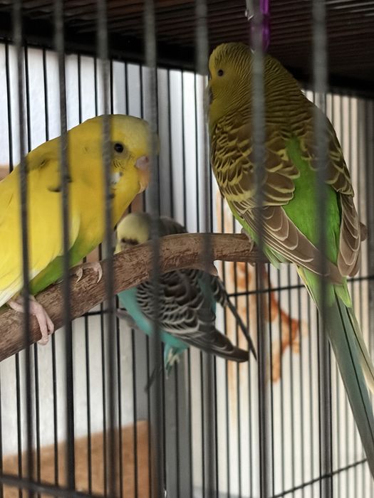 Vendo Casal de Caturras